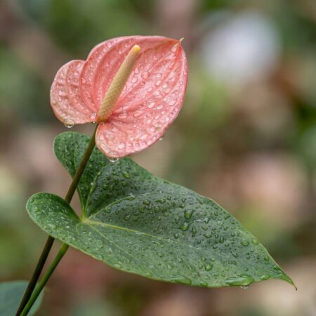 Flamingolill 'Maine'