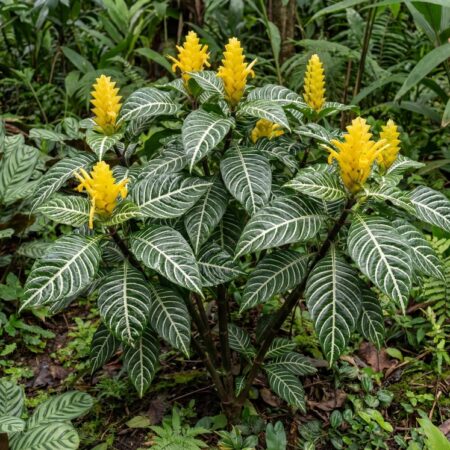 Oivaline korallpõõsas ´Lambada´P14 40cm
