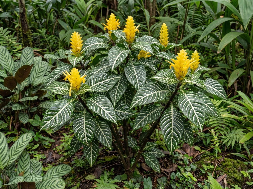 Oivaline korallpõõsas ´Lambada´P14 40cm