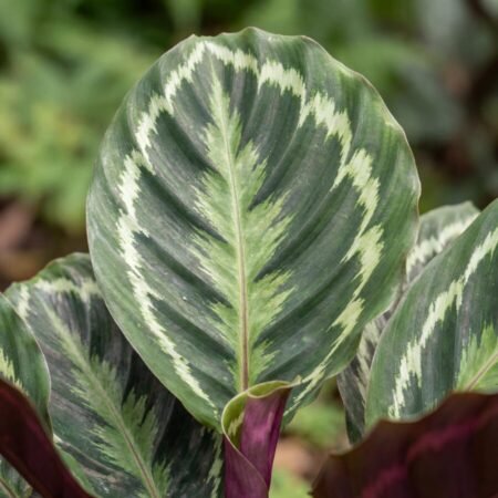 Tiigerlehik 'Medallion'