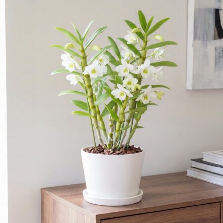 Dendroobium 'Apollon'