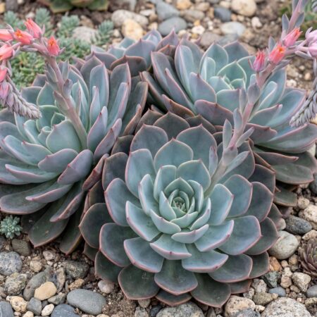 Soomuslehik 'Blue Prince' P10,5 25cm