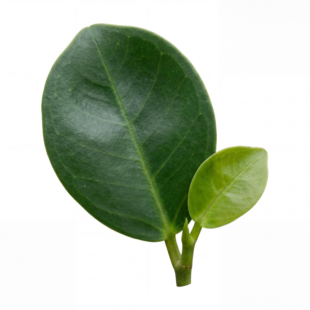 Viigipuu 'Gingseng' - Image 2