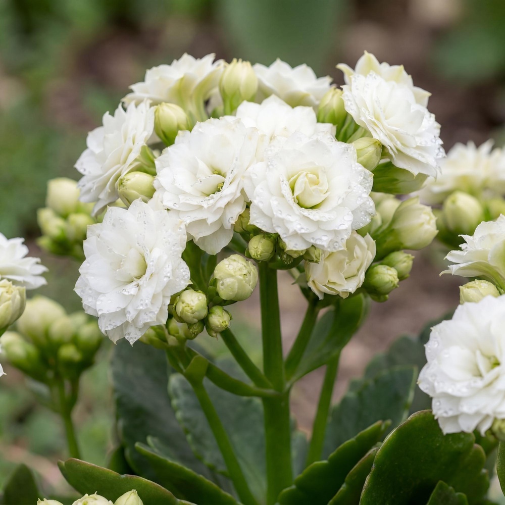 Blossfeldi kalanhoe - Image 4