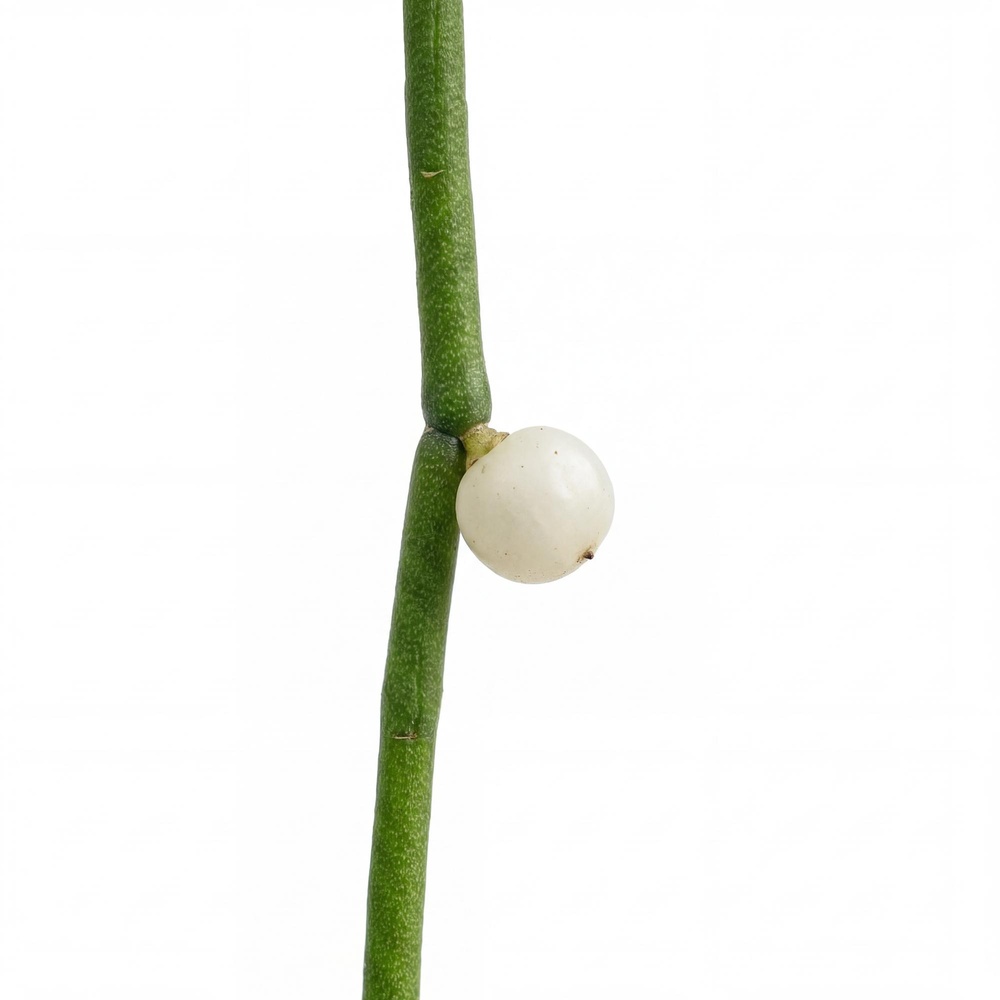Helmekaktus - Image 2