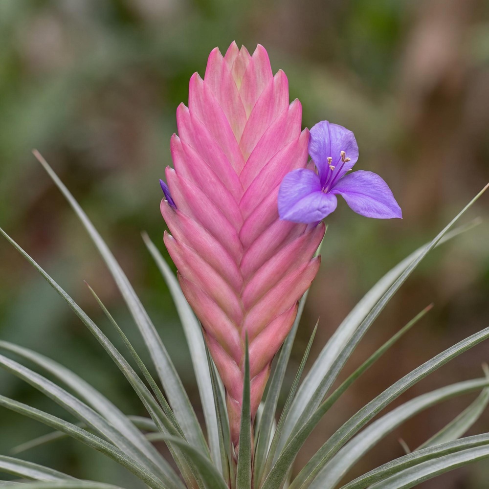 Tillandsia 'Anita' - Image 3