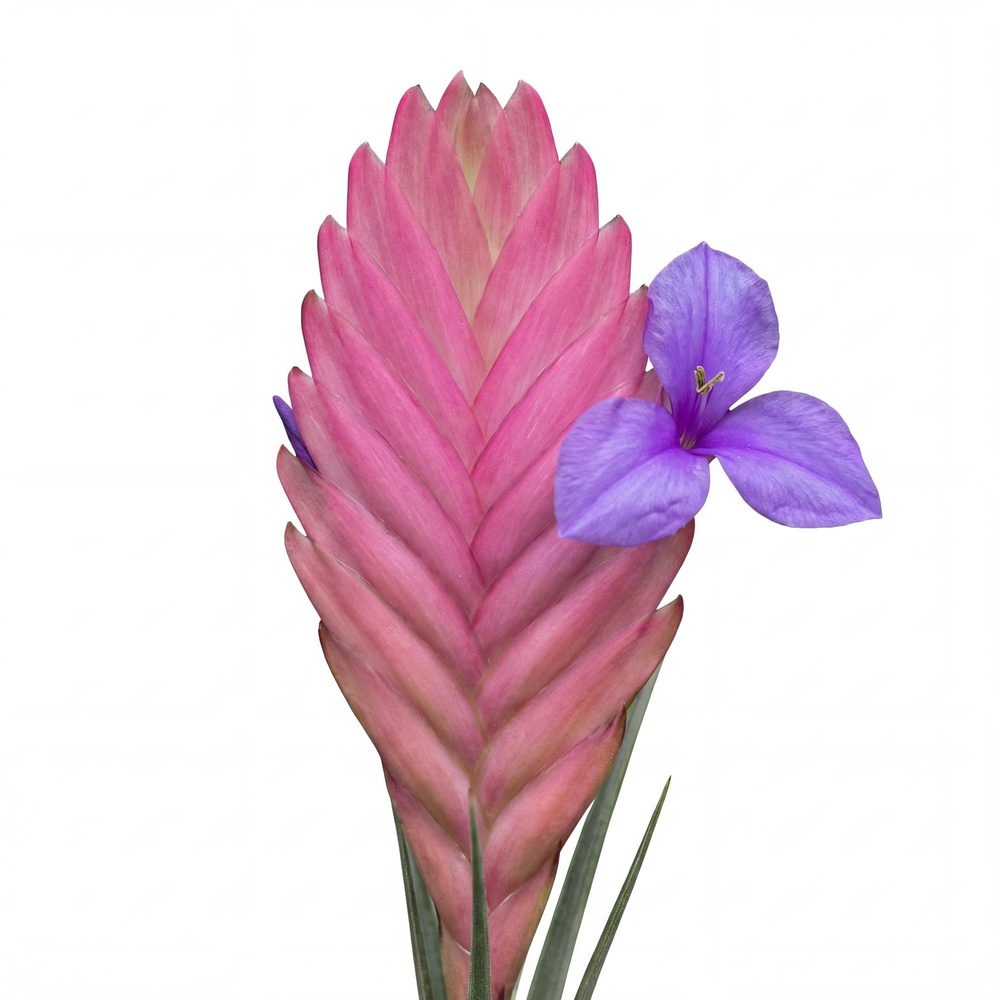 Tillandsia 'Anita' - Image 2