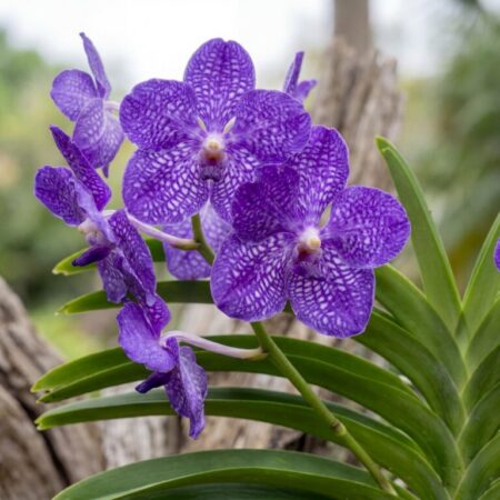 Vanda 'Tweed Blue'