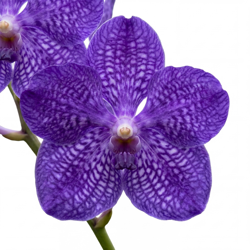 Vanda Tweed Blue - Image 2