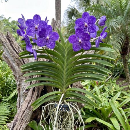 Vanda Tweed Blue