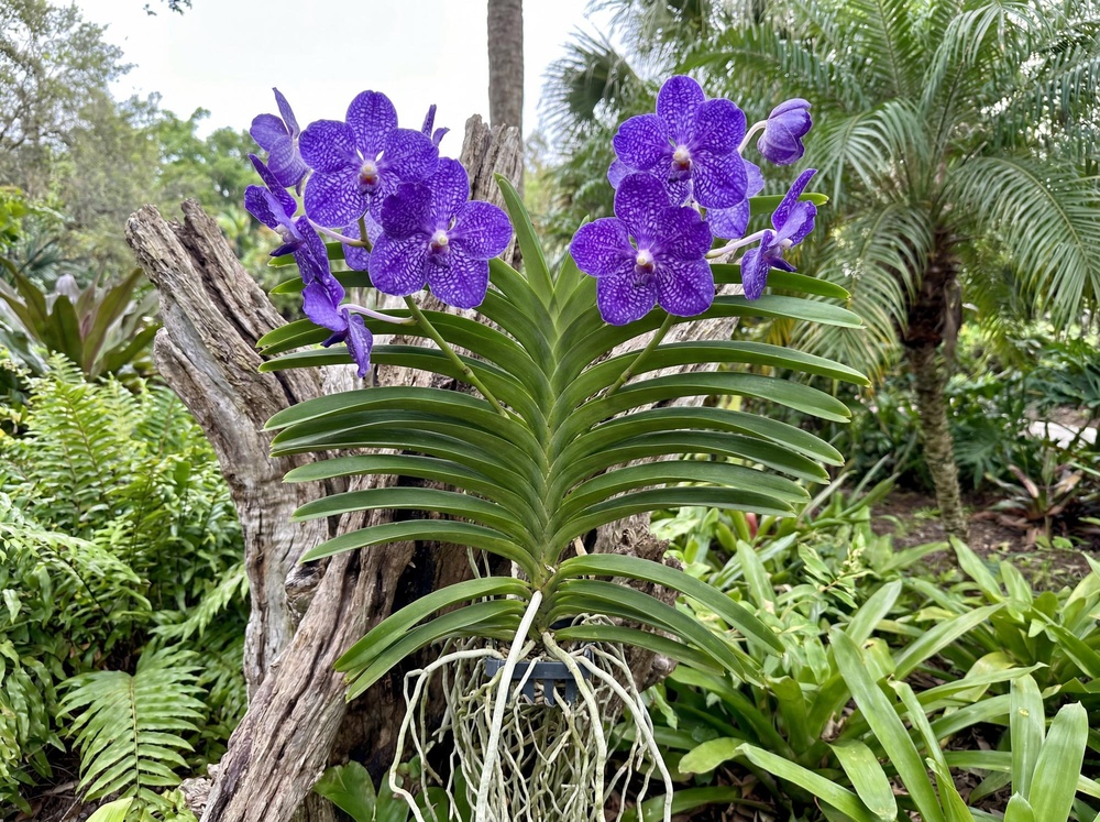 Vanda Tweed Blue