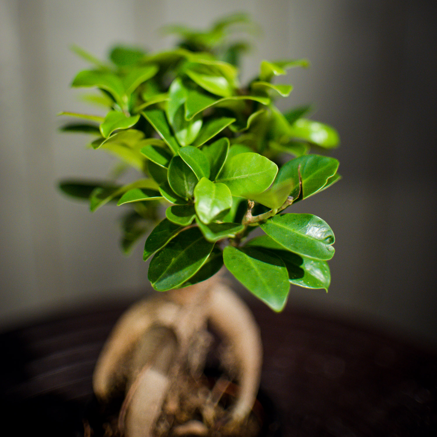 Viigipuu 'Gingseng' - Image 4