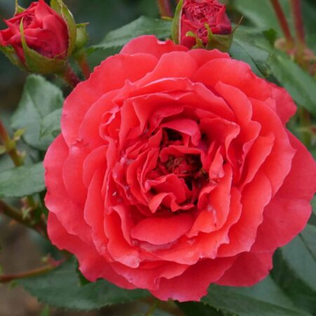 Peenraroos ‘Cherry Girl’