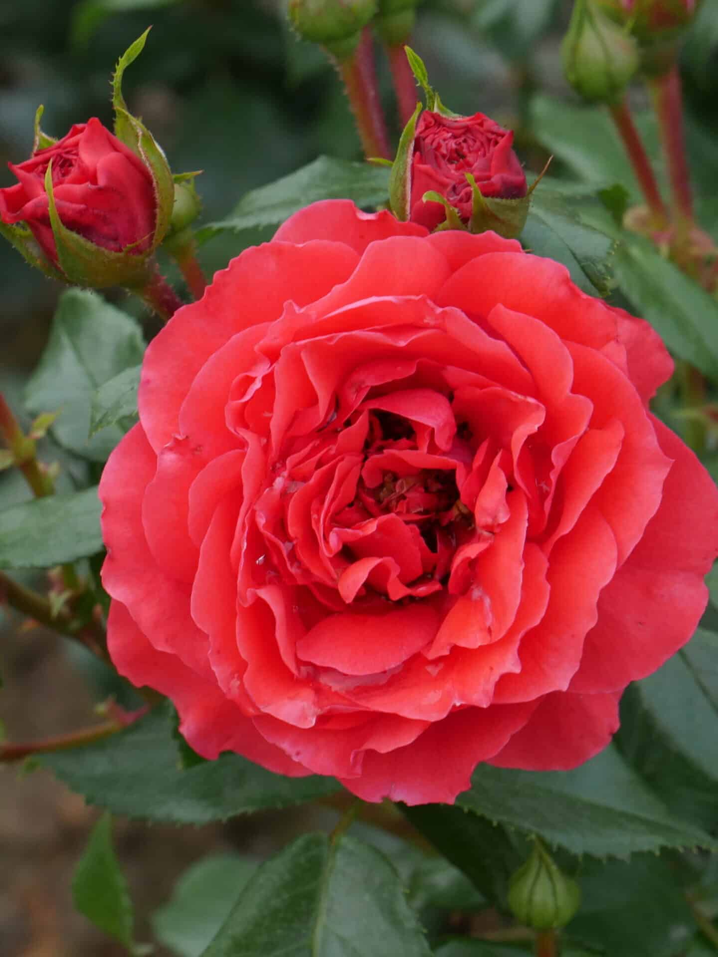 Peenraroos ‘Cherry Girl’