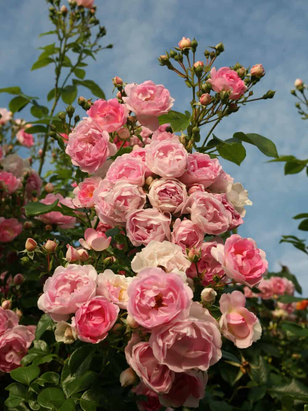 Roniroos ‘Jasmina’ - Image 2