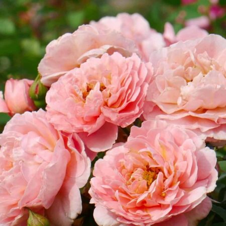 Peenraroos ‘Marie Curie’