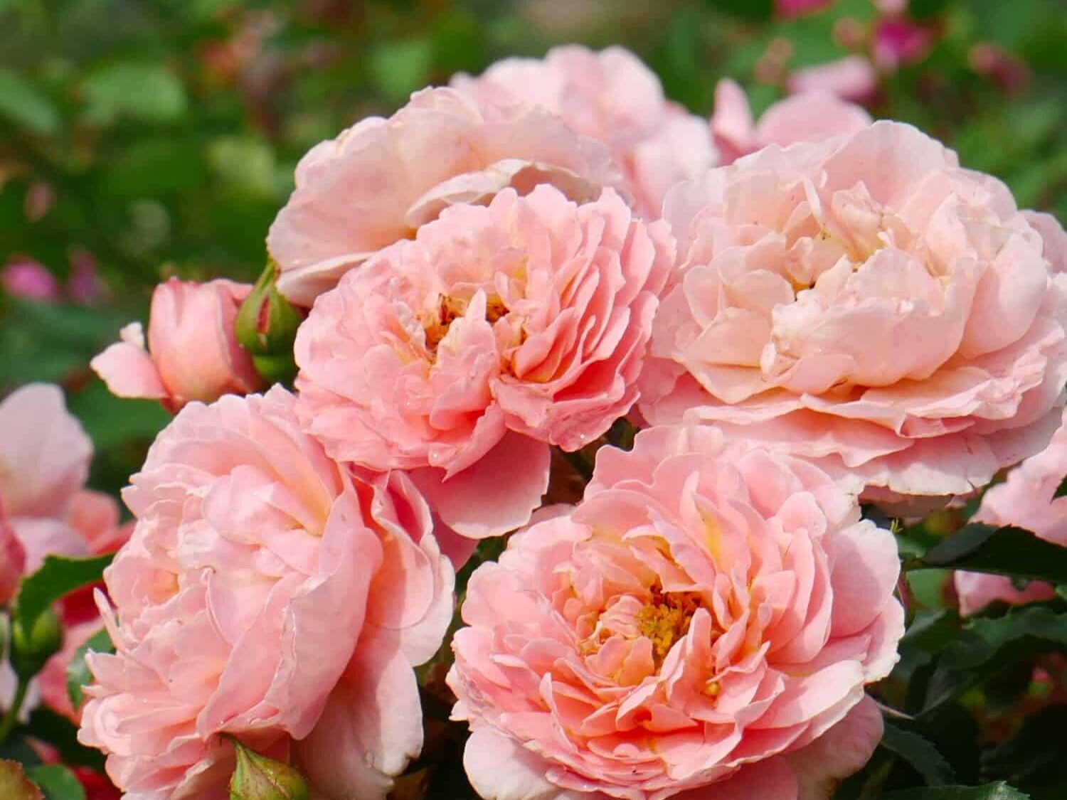 Peenraroos ‘Marie Curie’