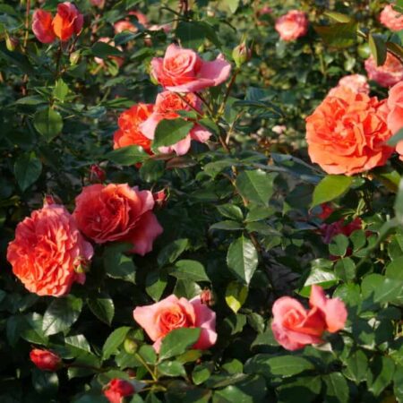 Roniroos ‘Naranga‘