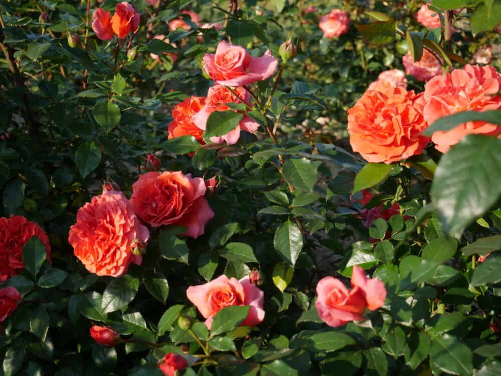Roniroos ‘Naranga‘