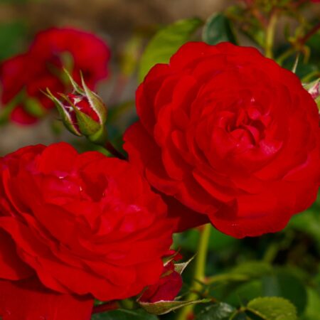 Peenraroos ‘Scarlet Bonica’