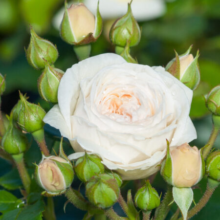 Peenraroos ‘Artemis’