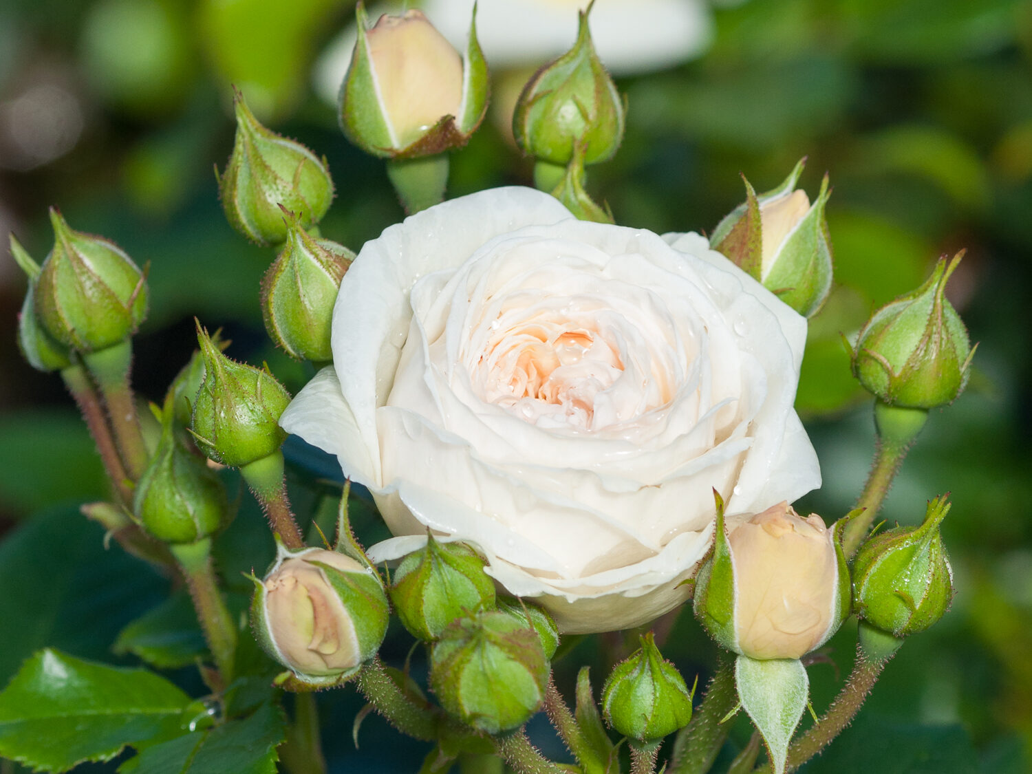Peenraroos ‘Artemis’