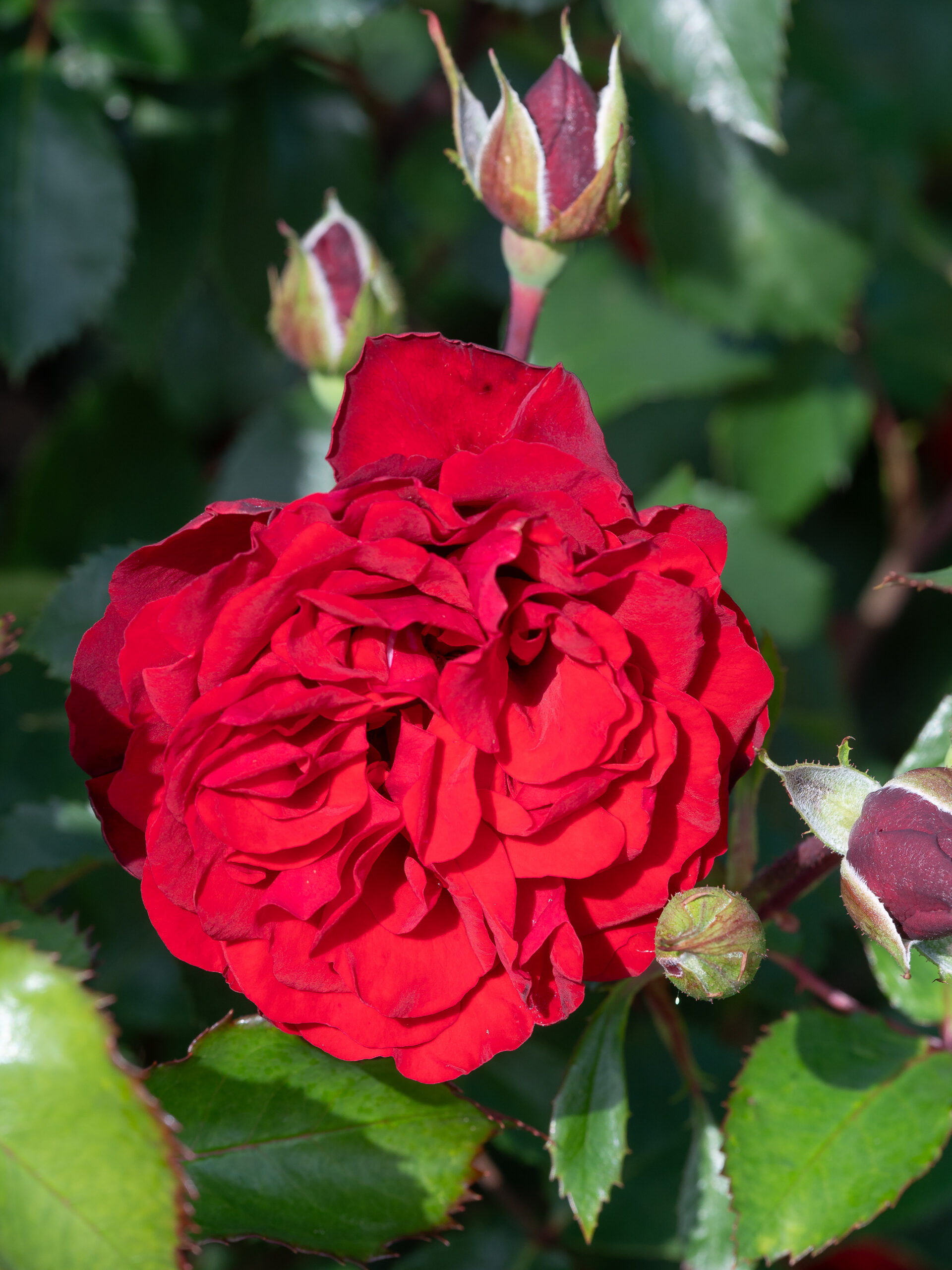 Roniroos ‘Crazy in Love Red’ - Image 3