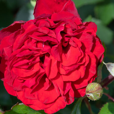 Roniroos ‘Crazy in Love Red’