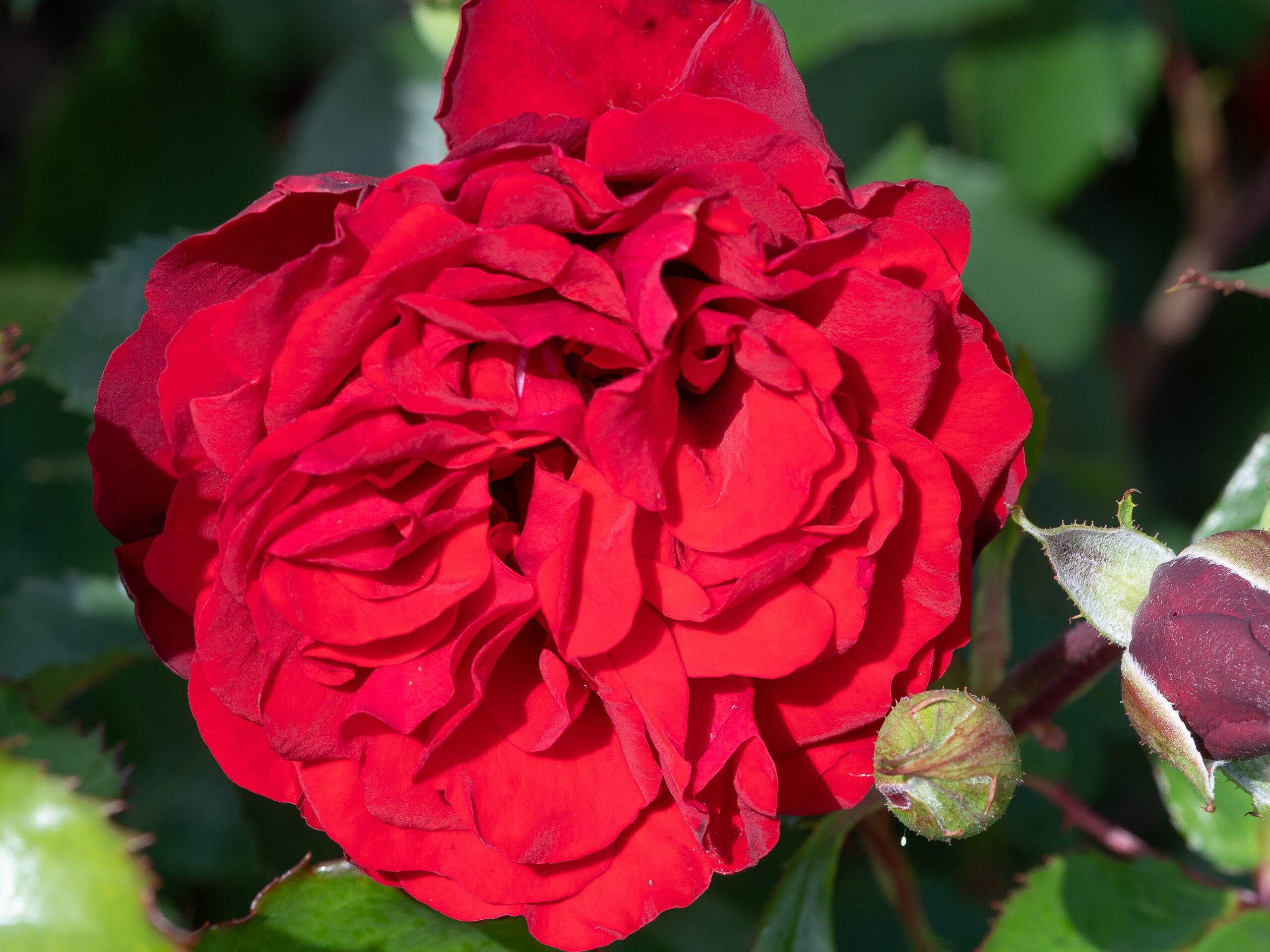 Roniroos ‘Crazy in Love Red’