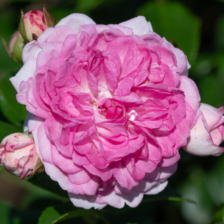 Roniroos ‘Jasmina’