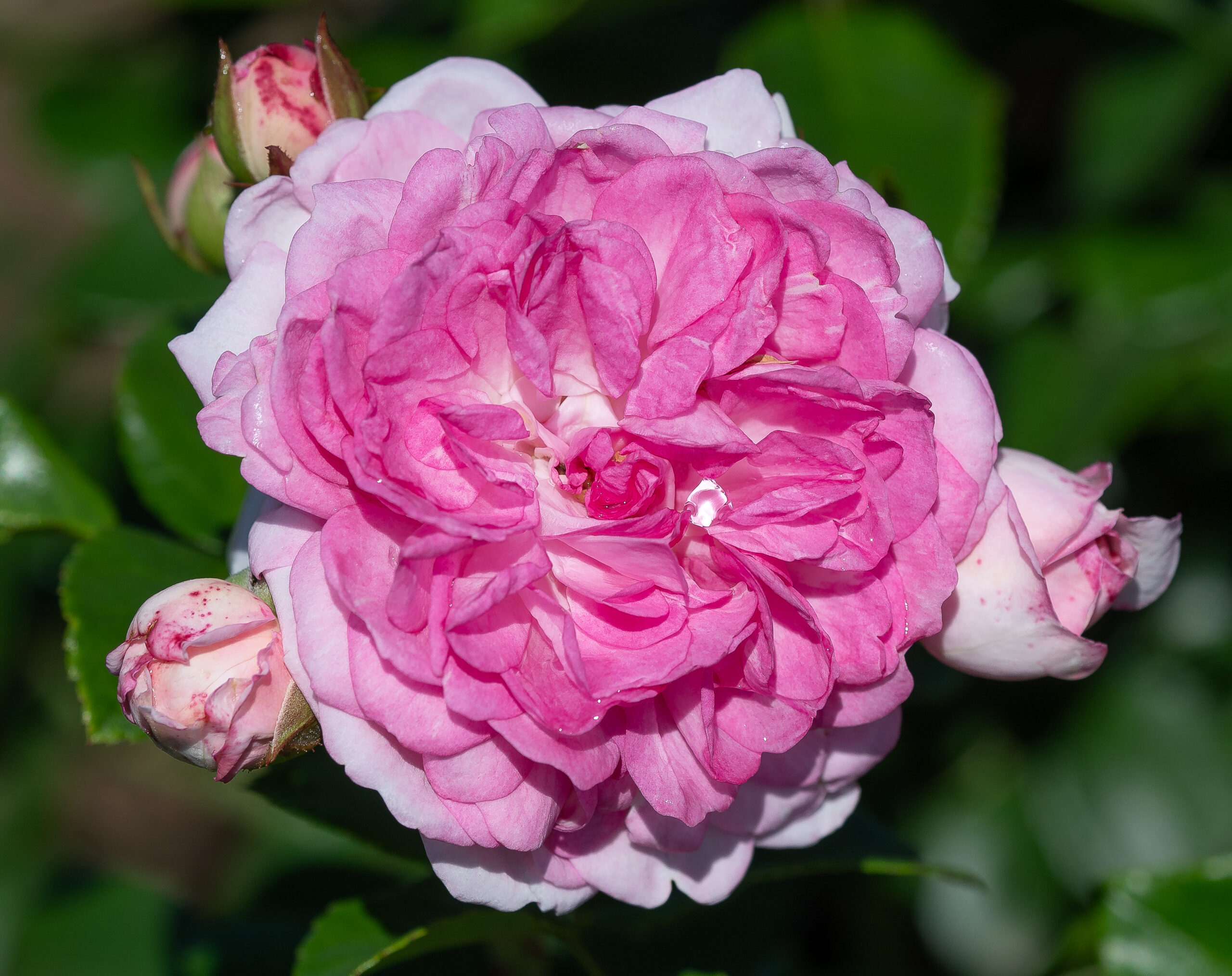 Roniroos ‘Jasmina’