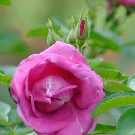 Pargiroos ‘Lydia Freimane’