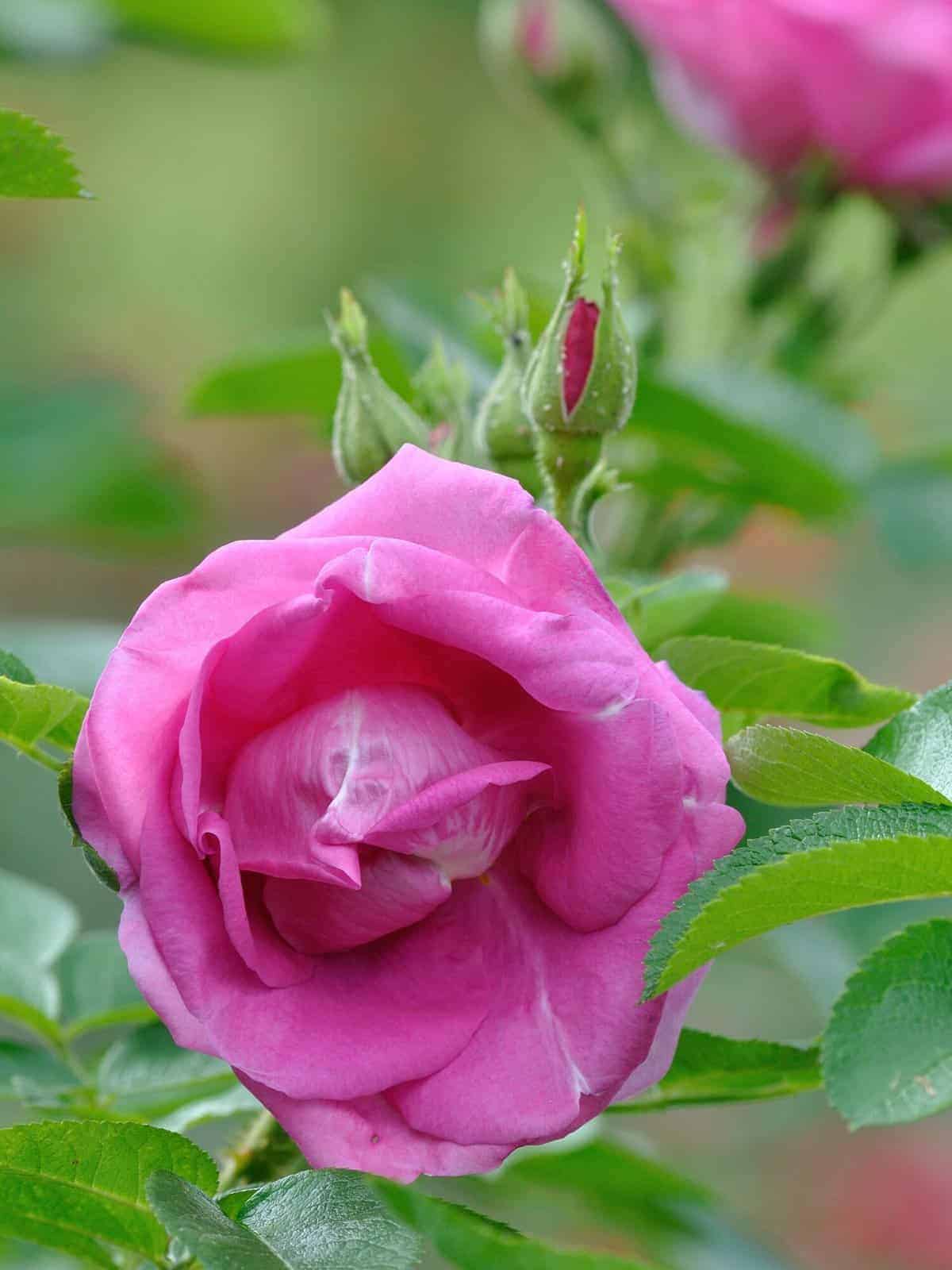 Pargiroos ‘Lydia Freimane’