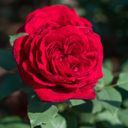 Peenraroos ‘Mona Lisa’
