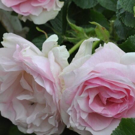 Pargiroos ‘Ritausma’
