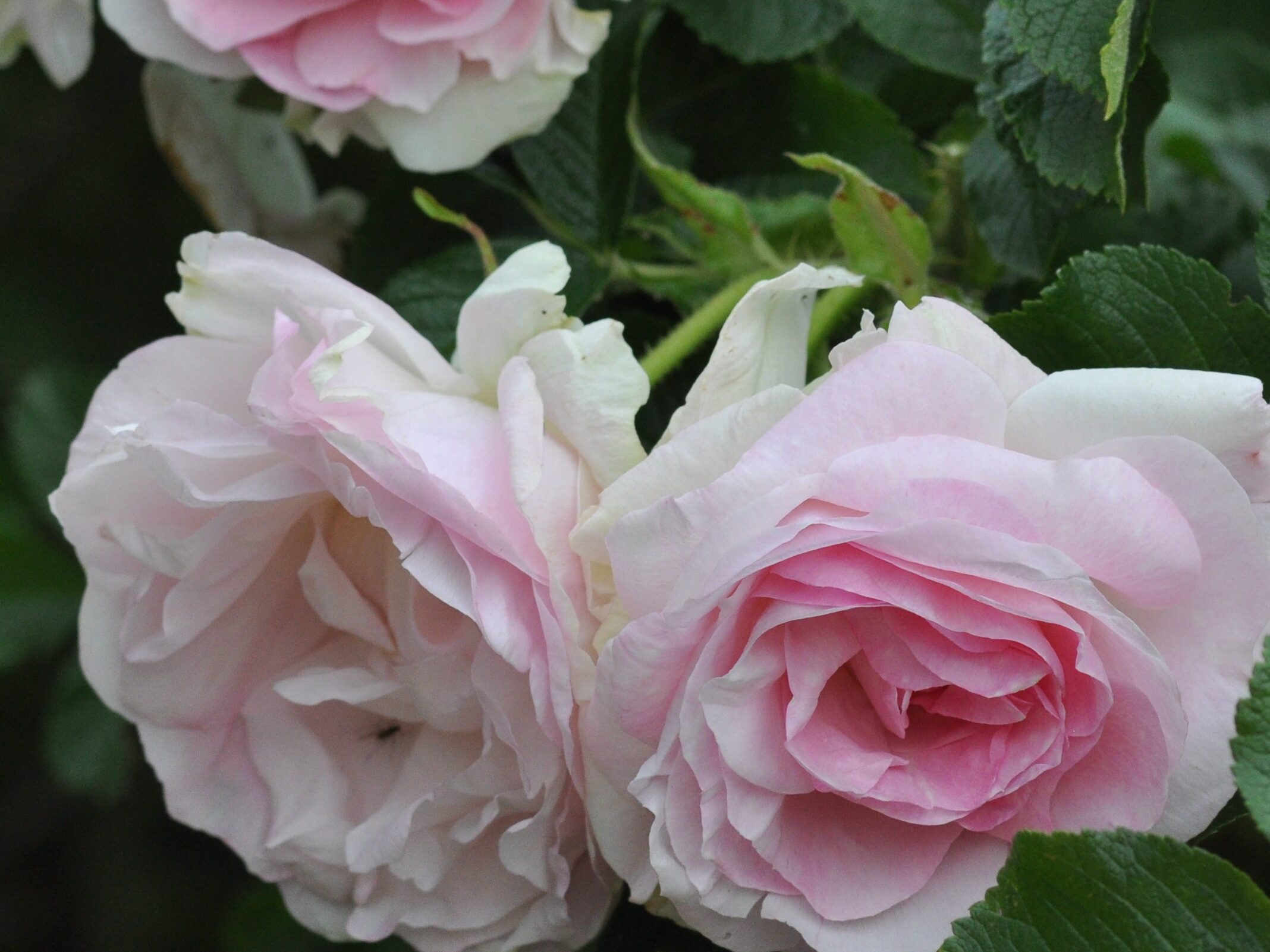 Pargiroos ‘Ritausma’