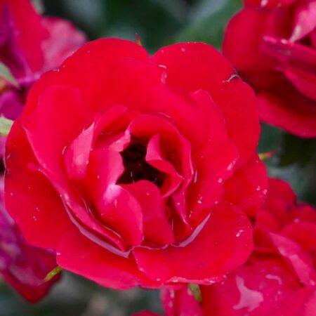 Peenraroos 'Zepeti '