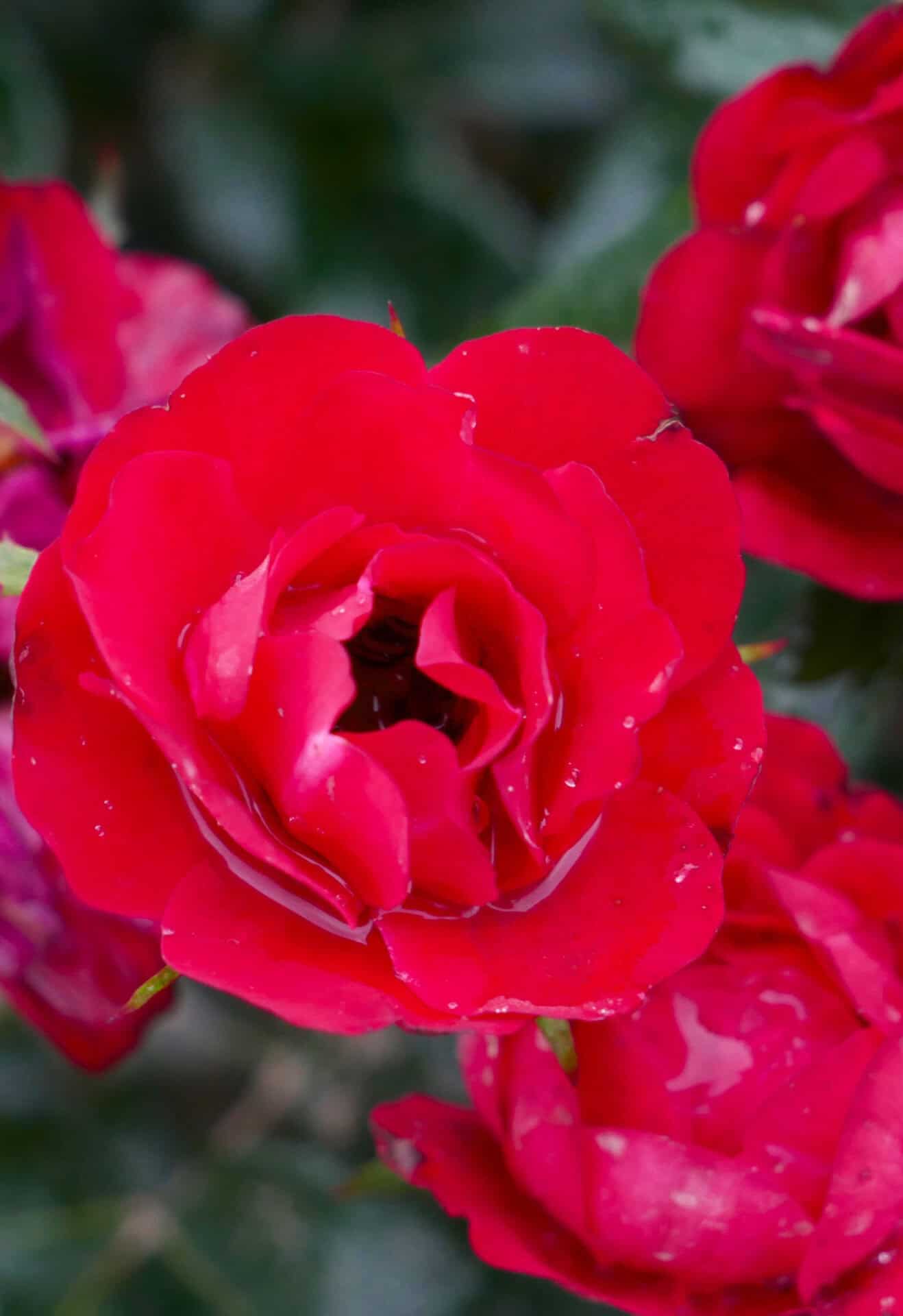 Peenraroos 'Zepeti '