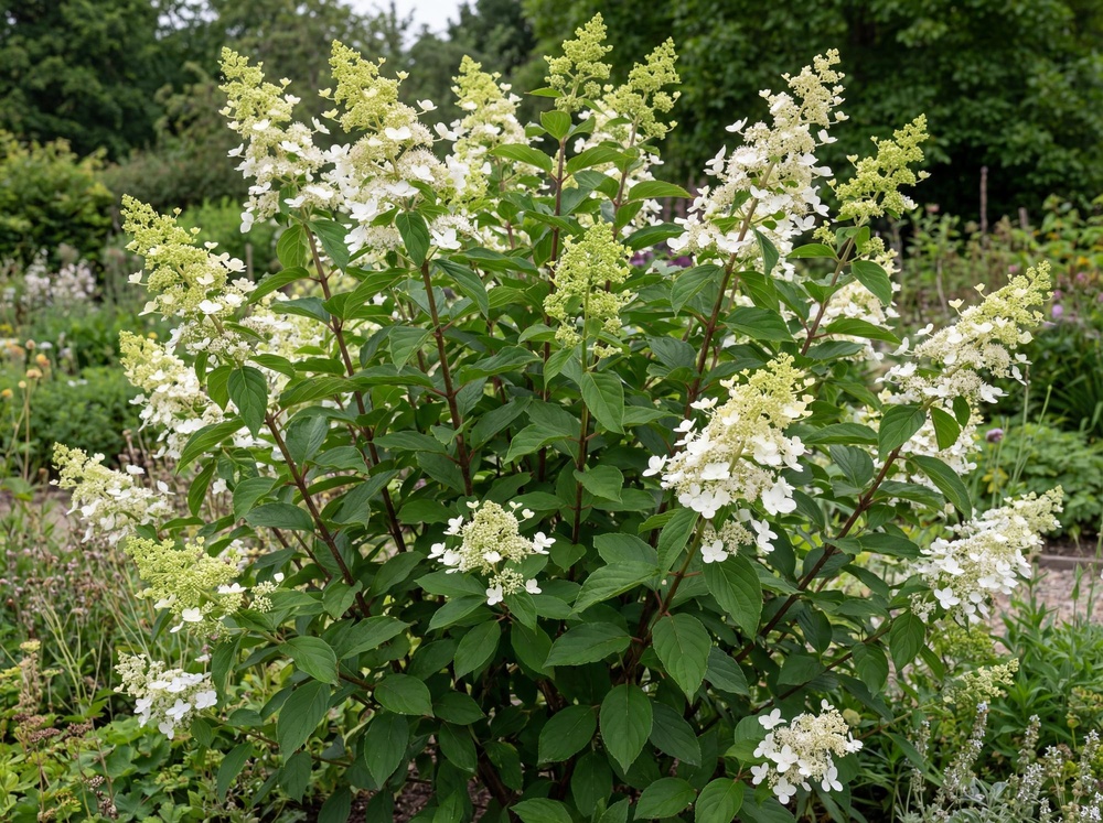 Aedhortensia 'Kyushu'
