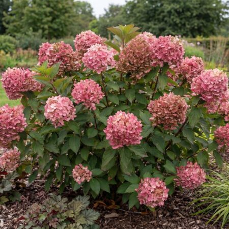 Aedhortensia 'Petite Star'