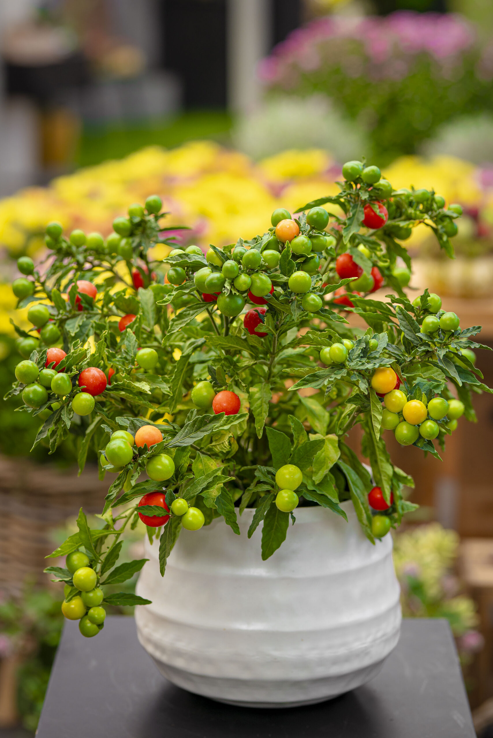 Koralltomat