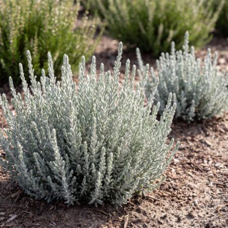 Kanarbik 'Garden Girls Fluffy'
