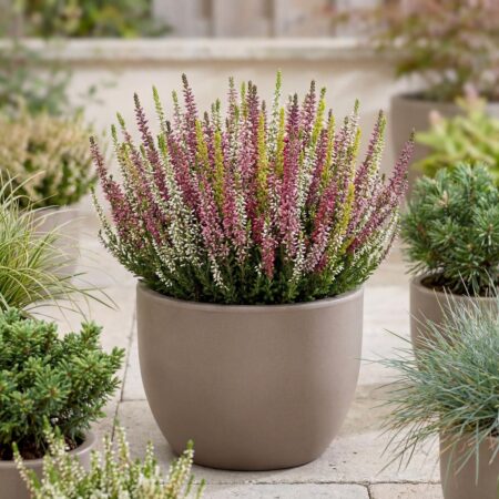 Kanarbik 'Beauty Ladies Mosaica'