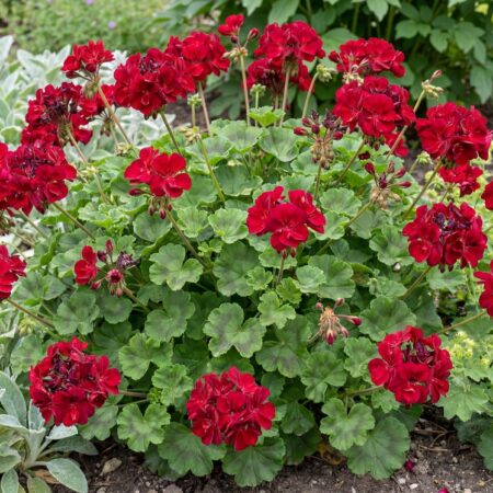 Pelargoon 'Calliope Large Dark Red'