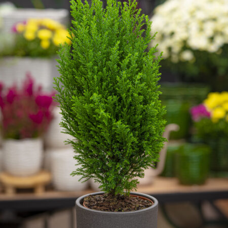 Kalifornia ebaküpress 'Ellwoodii'