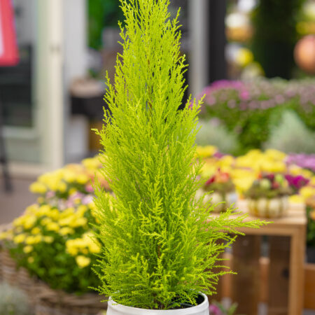 Suureviljaline küpress 'Goldcrest Wilma'