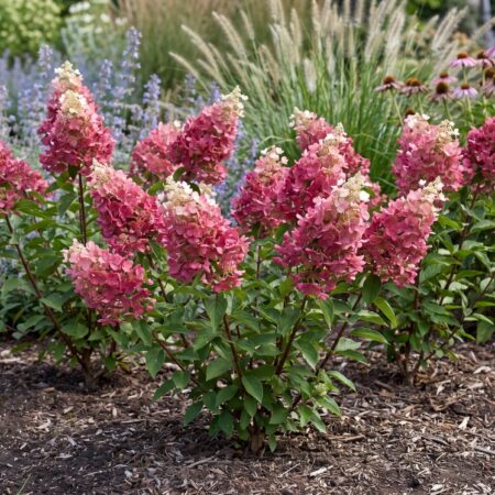 Aedhortensia 'Early Sensation' C3 30/40